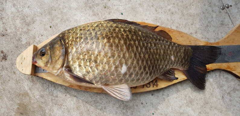 덜커덩 38cm 생미끼에 송전지 수원좌대 (유료터정보 - 유료터점주조황)