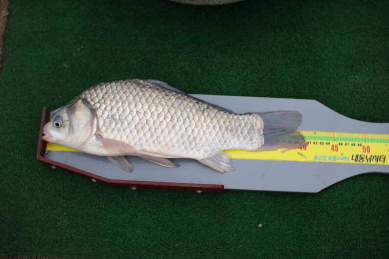 fish_pay_a25f2_093551_43055.jpg