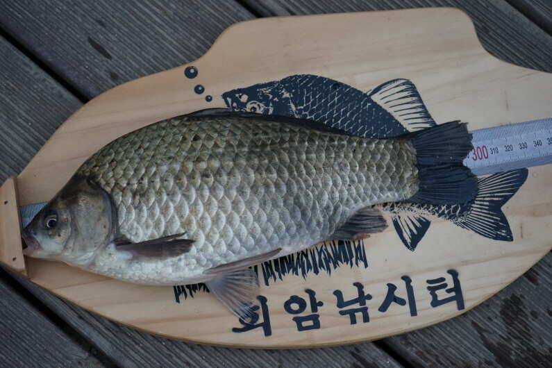 안성 회암낚시터 조황 입니다 (유료터정보 - 유료터점주조황)