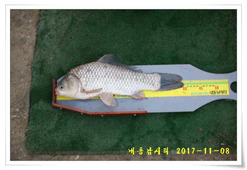 대물조황 (유료터정보 - 유료터점주조황)