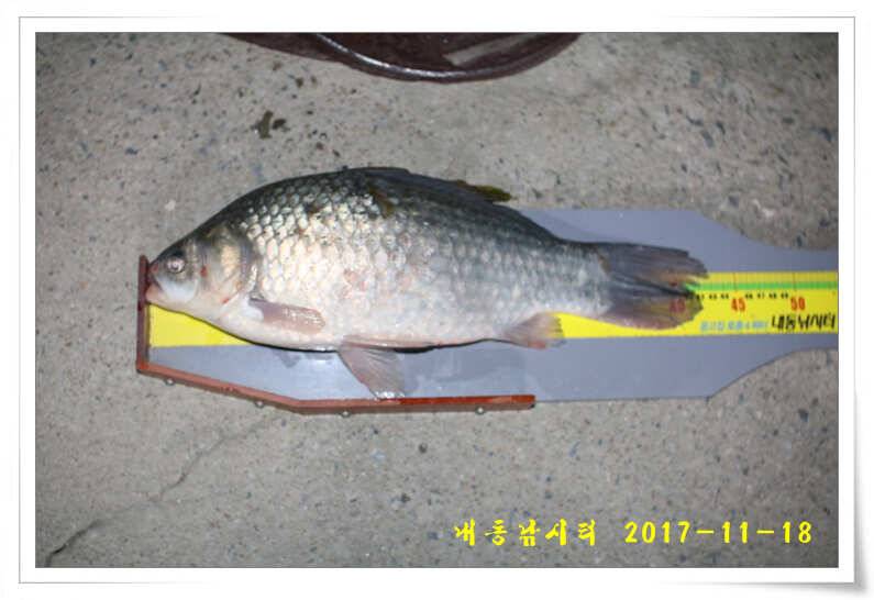 토종 4짜들 입질이 빈번합니다 (유료터정보 - 유료터점주조황)