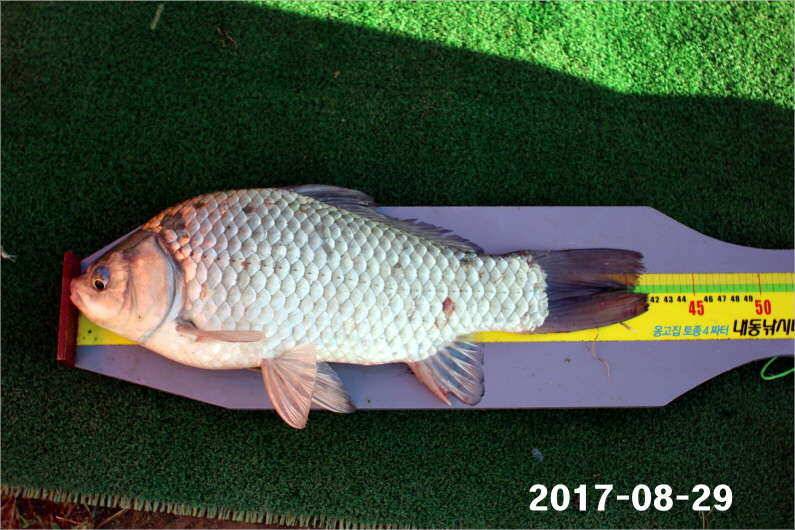 4짜 500마리 조사님을 찾습니다 (유료터정보 - 유료터점주조황)