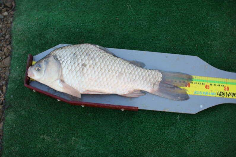 fish_pay_c1479_014838_40238.jpg