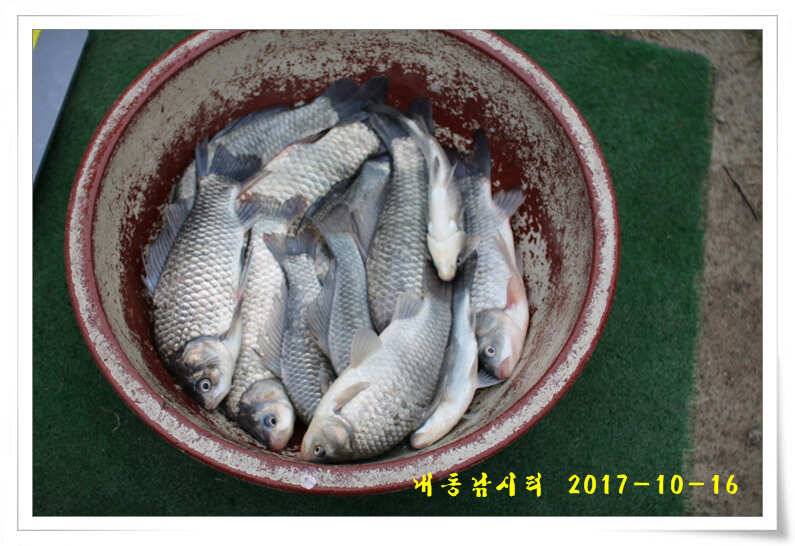방류 또 방류 (유료터정보 - 유료터점주조황)