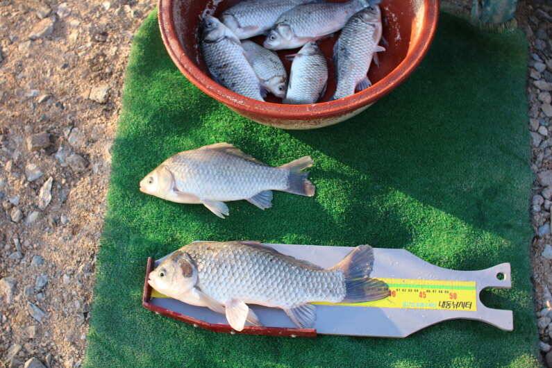 fish_pay_c7f41_093503_34566.jpg