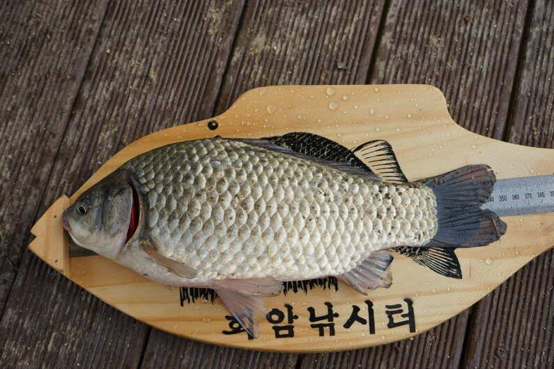 회암낚시터 조황 입니다 (유료터정보 - 유료터점주조황)