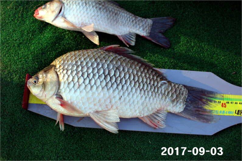 주간 이벤트 주인공 (유료터정보 - 유료터점주조황)