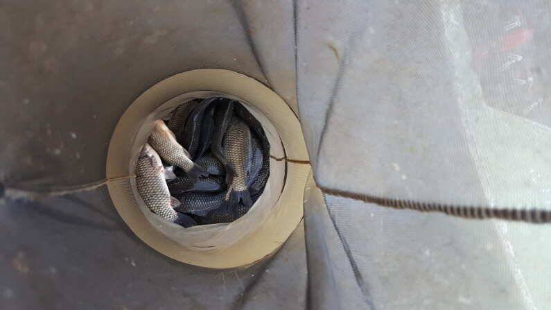 송전지 미성좌대 붕어조황 (유료터정보 - 유료터점주조황)