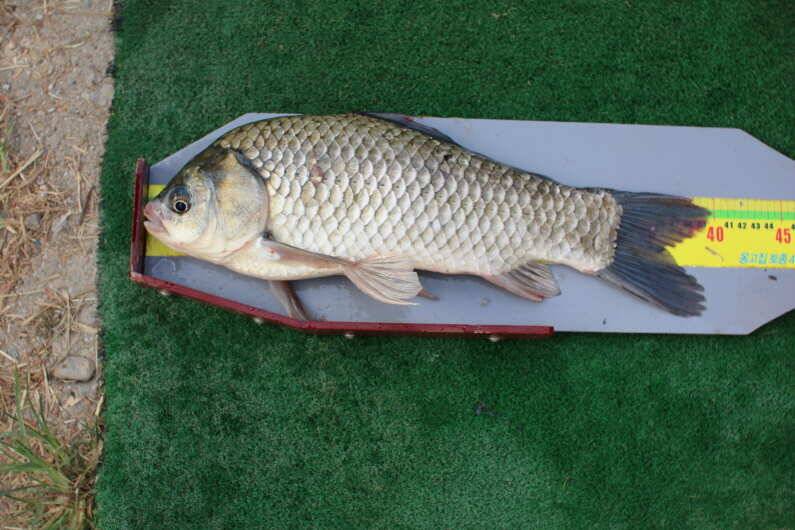 fish_pay_d532a_110148_52516.jpg
