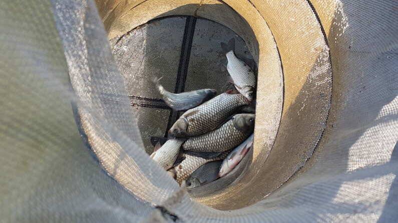 수원좌대 조황 송전지 (유료터정보 - 유료터점주조황)