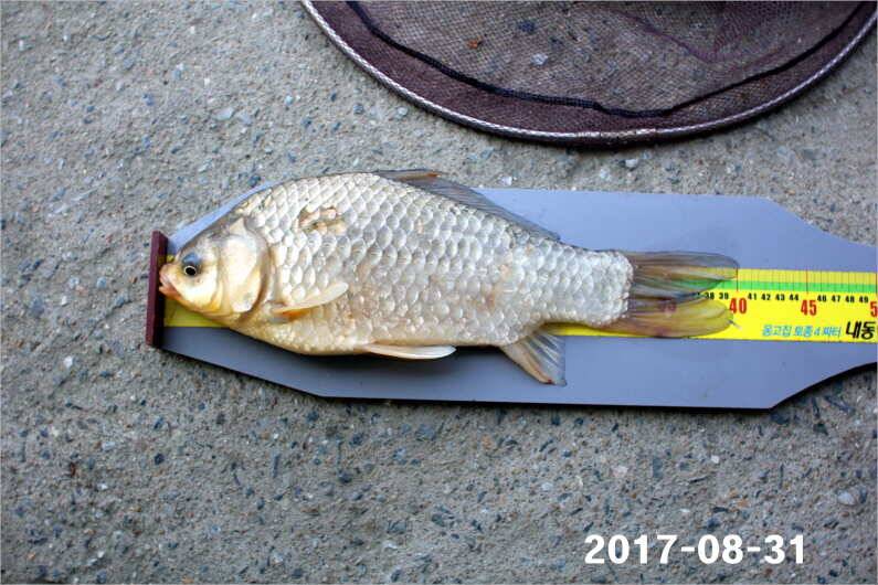 주간 이벤트 주인공 (유료터정보 - 유료터점주조황)