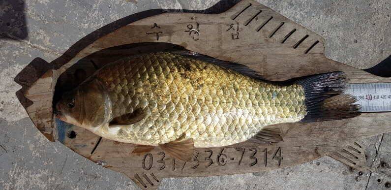 39cm 대물붕어 송전지 수원좌대 (유료터정보 - 유료터점주조황)