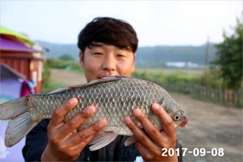 수온이 내려가고 마릿수 조황 (유료터정보 - 유료터점주조황)