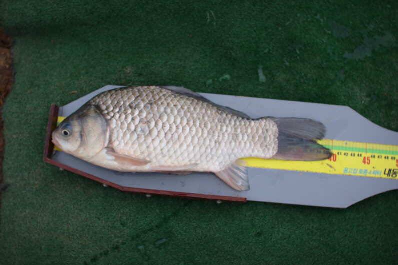 fish_pay_e03d0_014908_56093.jpg