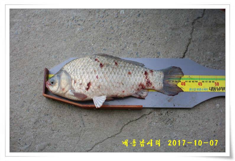추석 연휴 대박 조황 (유료터정보 - 유료터점주조황)