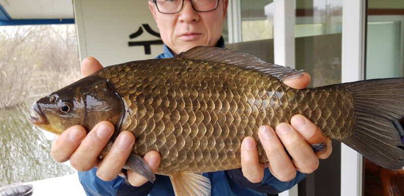 4짜붕어 대물들 쏟아져 송전지 수원좌대 (유료터정보 - 유료터점주조황)