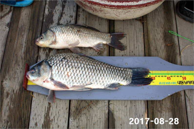 4짜 500마리 조사님을 찾습니다 (유료터정보 - 유료터점주조황)