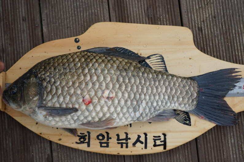 회암낚시터 조황 입니다 (유료터정보 - 유료터점주조황)