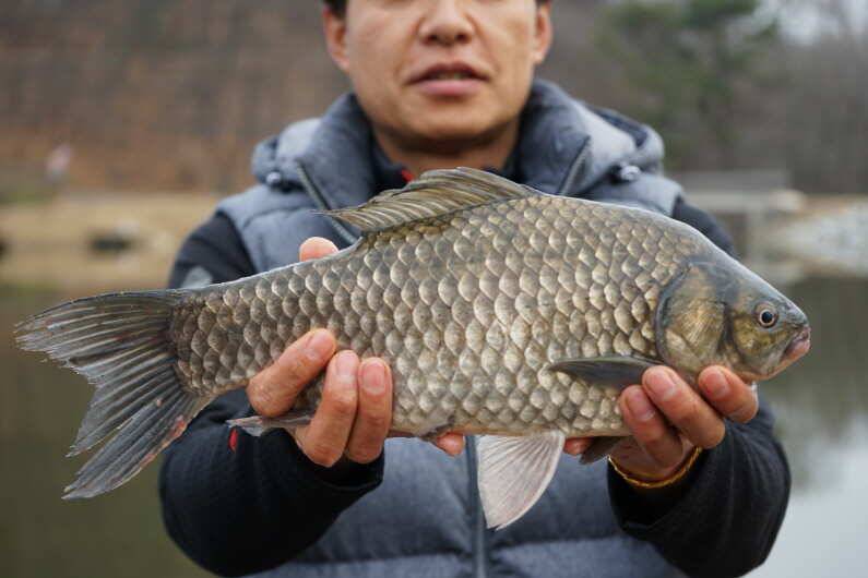 회암낚시터 조황 입니다 (유료터정보 - 유료터점주조황)