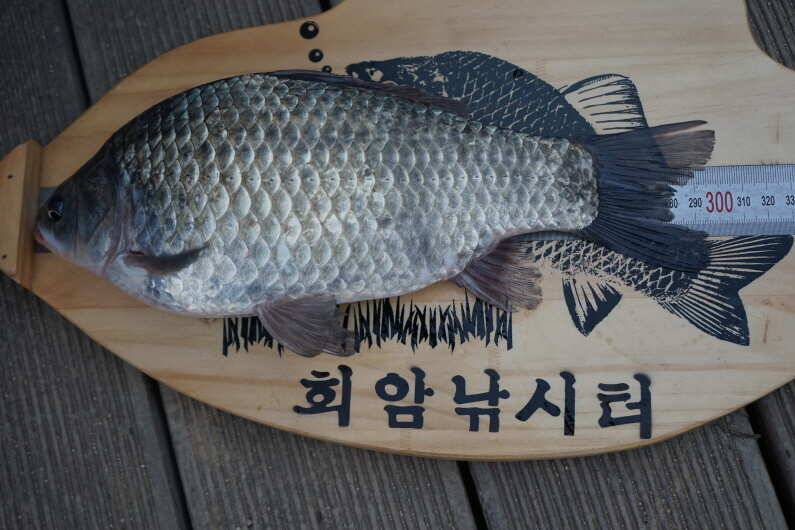 안성 회암낚시터 조황 입니다 (유료터정보 - 유료터점주조황)