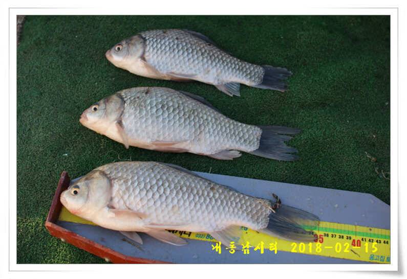 동절기 토종 4짜 (유료터정보 - 유료터점주조황)