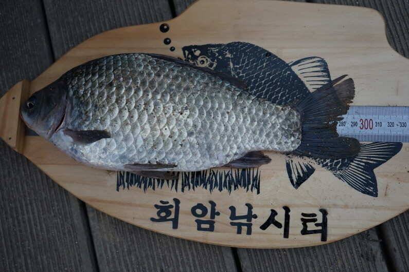 안성 회암낚시터 조황 입니다 (유료터정보 - 유료터점주조황)