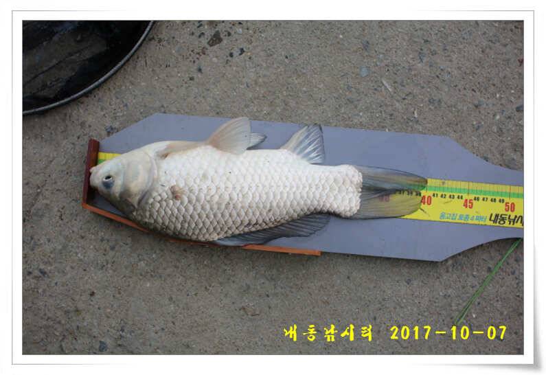 추석 연휴 대박 조황 (유료터정보 - 유료터점주조황)