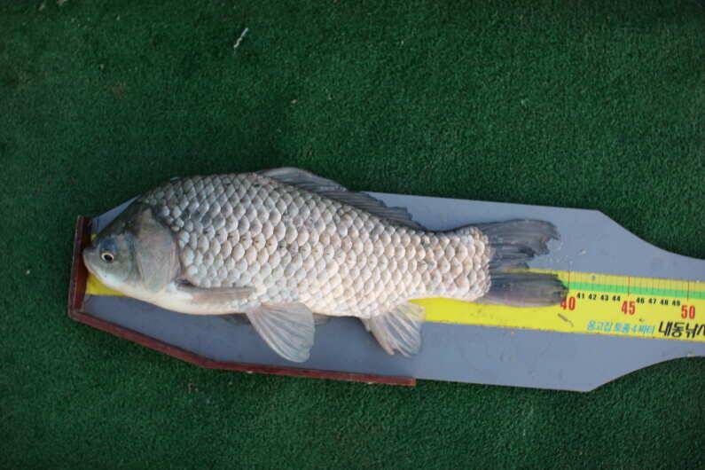 fish_pay_fe6c1_014815_72888.jpg