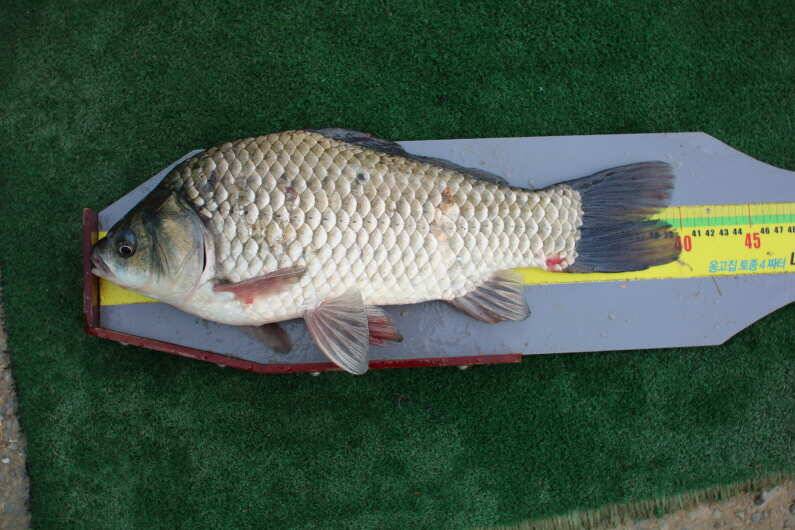 fish_pay_fee43_110213_21571.jpg