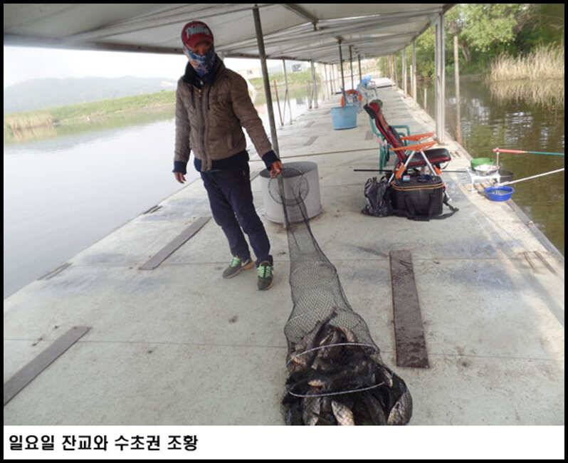 아산죽산지58일 일요일 잔교와 수초권 조황 입니다 (유료터정보 - 유료터점주조황)