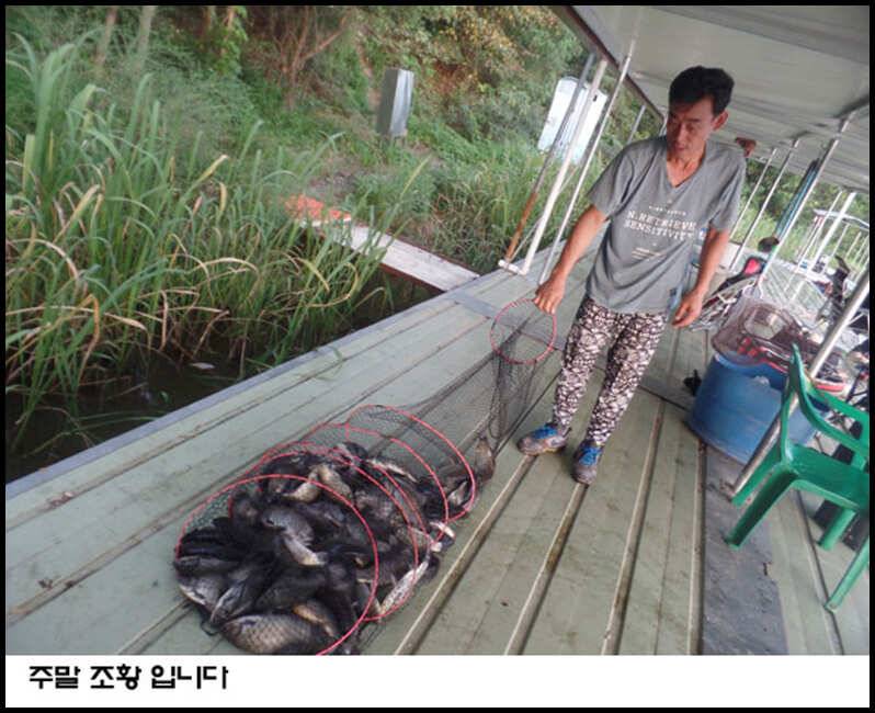아산죽산지813일 주말 대박부터 낱마리 조황 (유료터정보 - 유료터점주조황)