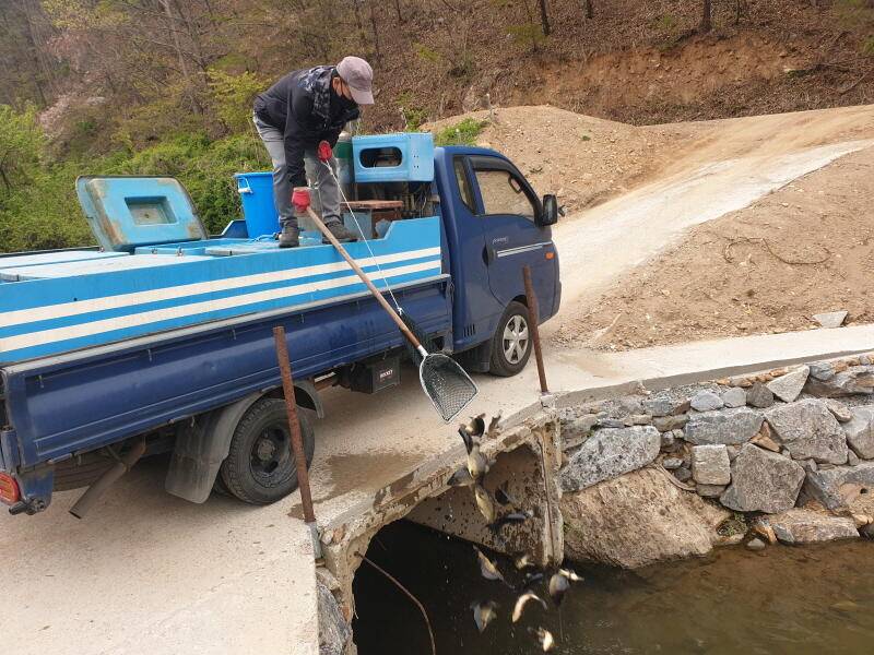 숲 속의 호수 명곡지의 주말 방류모습 (유료터정보 - 유료터점주조황)