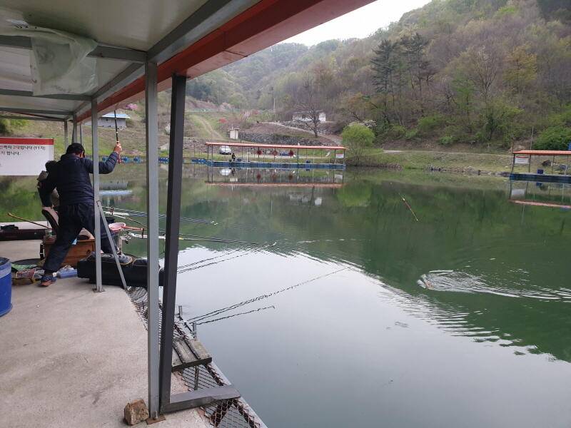 숲 속의 호수 명곡지의 주말 방류모습 (유료터정보 - 유료터점주조황)