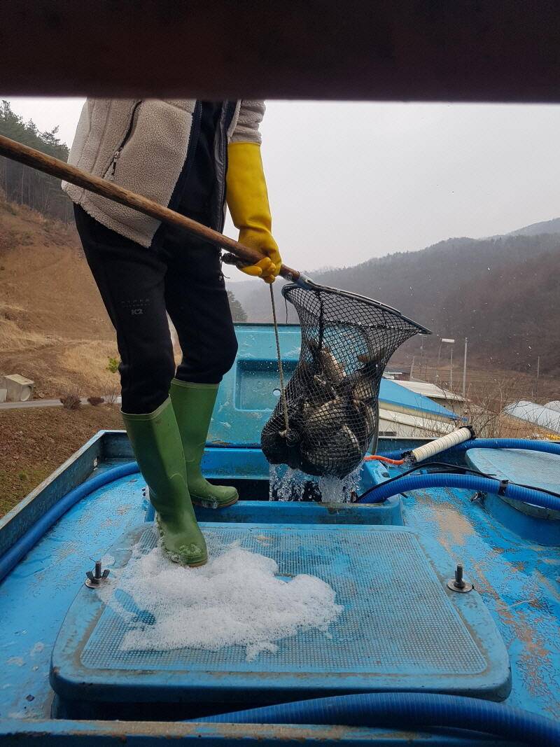공주 명곡지의 3월12일 방류 모습입니다 (유료터정보 - 유료터점주조황)