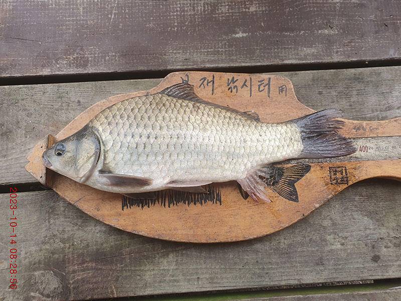 봉재낚시터 10월 14일 토요일 조황 (유료터정보 - 유료터점주조황)