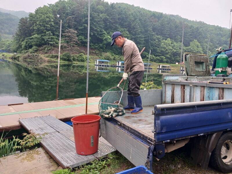 유구 명곡지의 5월7일 대형 토종 붕어 방류 모습입니다 (유료터정보 - 유료터점주조황)