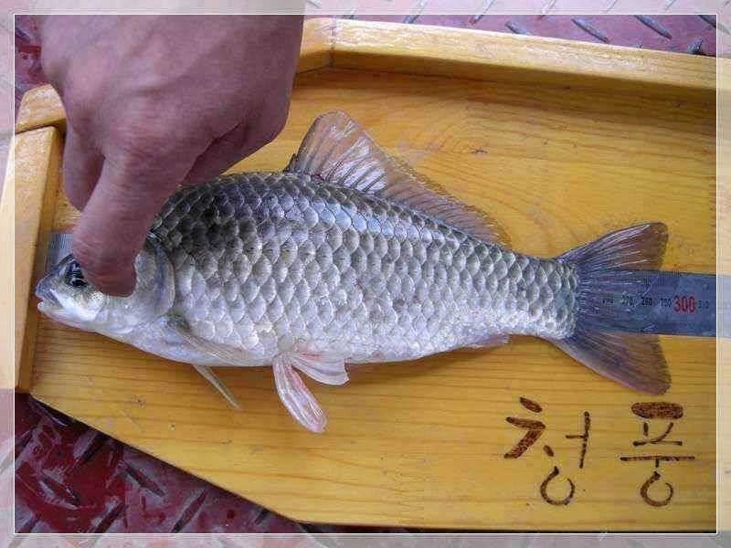 충주댐 청풍호 후산리후산붕어 장어 구경하세요 (유료터정보 - 유료터점주조황)