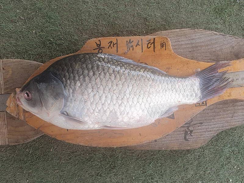 봉재낚시터 24년 7월 13일 토요일 조황 (유료터정보 - 유료터점주조황)