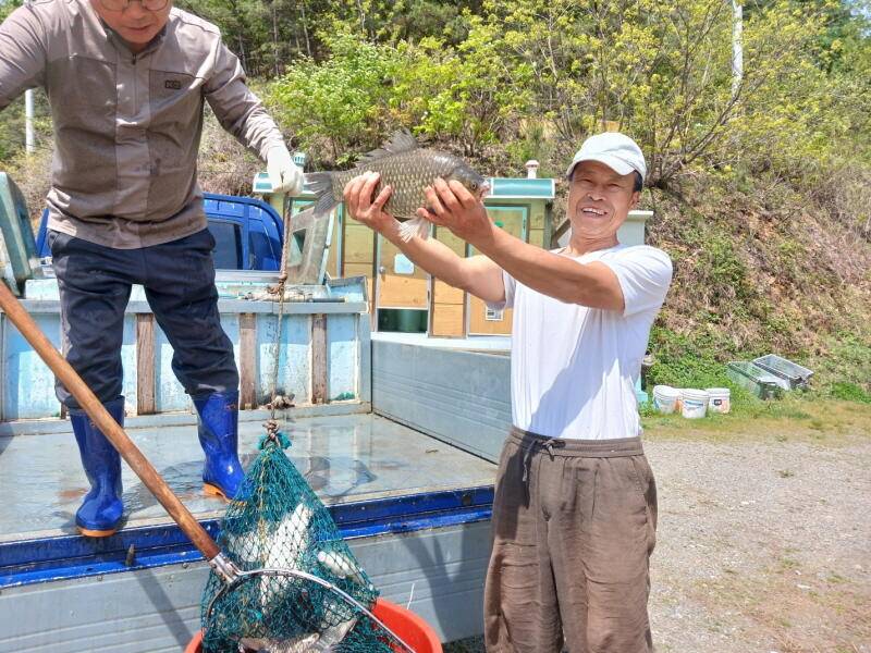 유구 명곡지의 4월23일에 올리는 대물 토종 붕어 방류 모습입니다 (유료터정보 - 유료터점주조황)