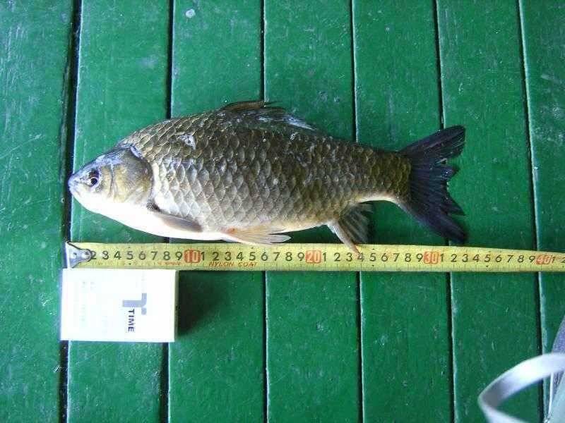 ★ 34cm 토종월척 과 향어 ★ (유료터정보 - 유료터점주조황)