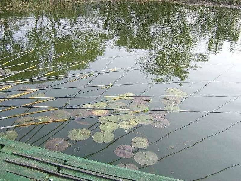 ★ 춘천 의암호 광명 낚시터 ★ (유료터정보 - 유료터점주조황)