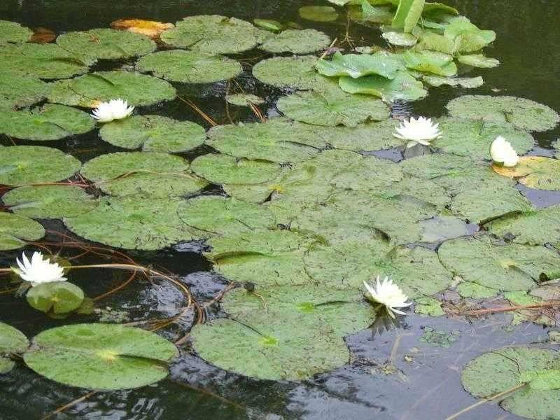 ★ 춘천 의암호 광명 낚시터 ★ (유료터정보 - 유료터점주조황)
