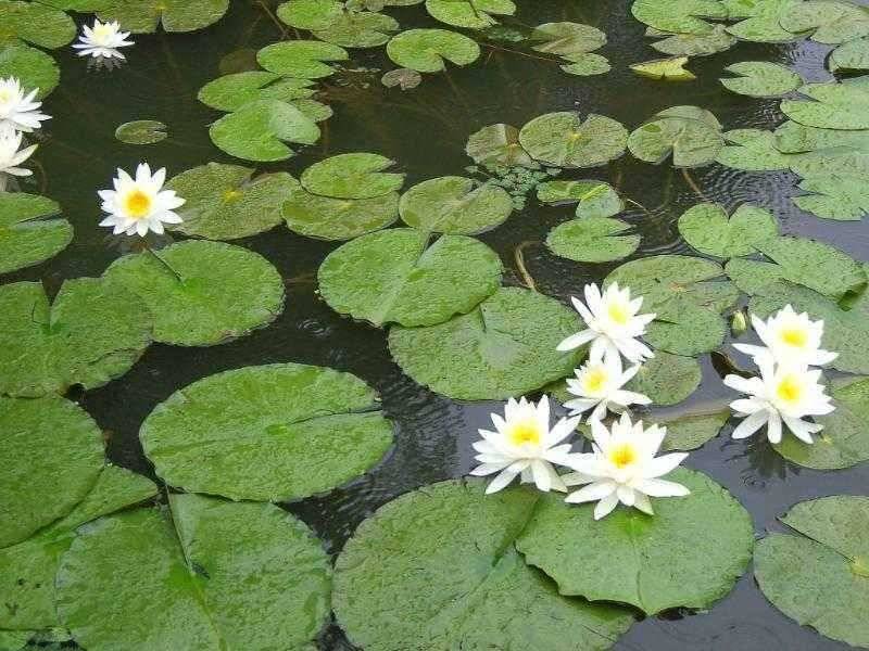 ★ 춘천 의암호 광명 낚시터 ★ (유료터정보 - 유료터점주조황)