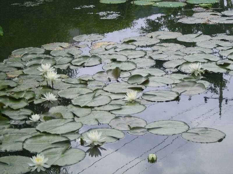 ★ 춘천 의암호 광명 낚시터 ★ (유료터정보 - 유료터점주조황)