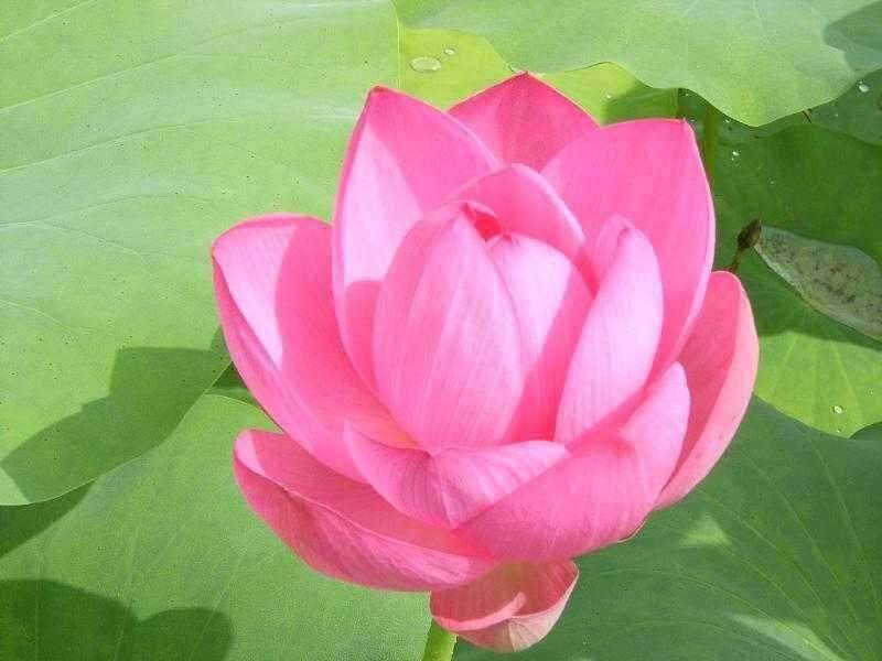 ★ 춘천 의암호 광명 낚시터 ★ (유료터정보 - 유료터점주조황)
