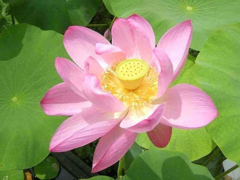 ★ 춘천 의암호 광명 낚시터 ★ (유료터정보 - 유료터점주조황)
