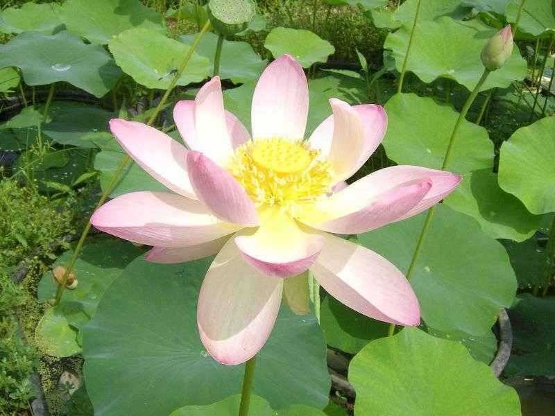 ★ 춘천 의암호 광명 낚시터 ★ (유료터정보 - 유료터점주조황)