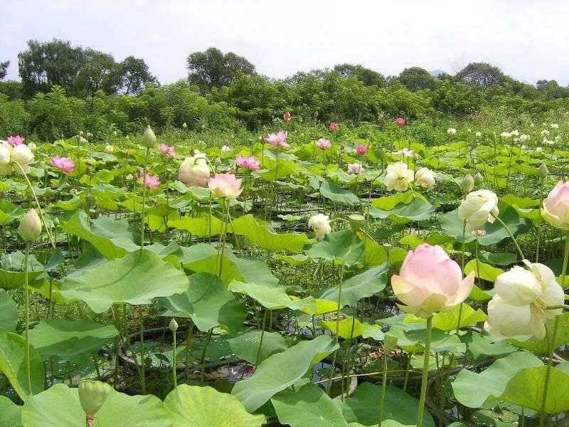 ★ 춘천 의암호 광명 낚시터 ★ (유료터정보 - 유료터점주조황)