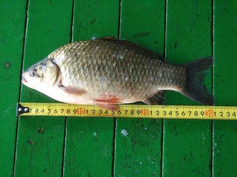♣ 연밭에 토종월척 32cm 광명♣ (유료터정보 - 유료터점주조황)