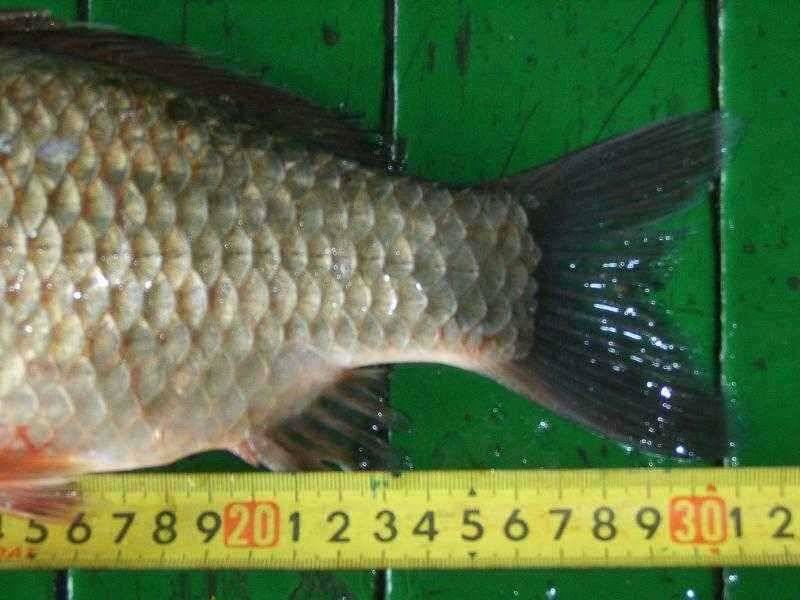 ♣ 연밭에 토종월척 32cm 광명♣ (유료터정보 - 유료터점주조황)